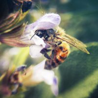 Nectar/Pollen Plants