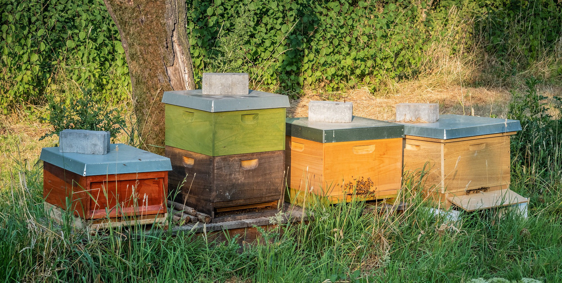 Four bee hives