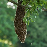 Swarm/Bee Removal