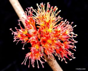 Red-Maple_R – Alamance County Beekeepers